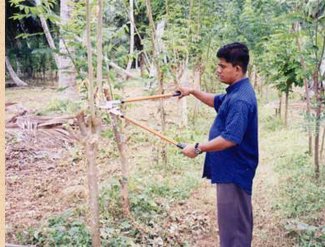 Harvesting Gliricidia